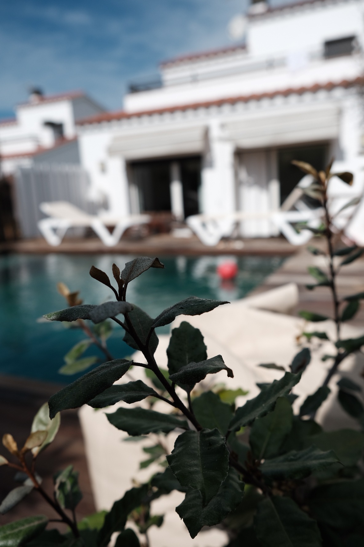 Leaves in sharp focus against a blurred view of a white villa and swimming pool seen through the garden.