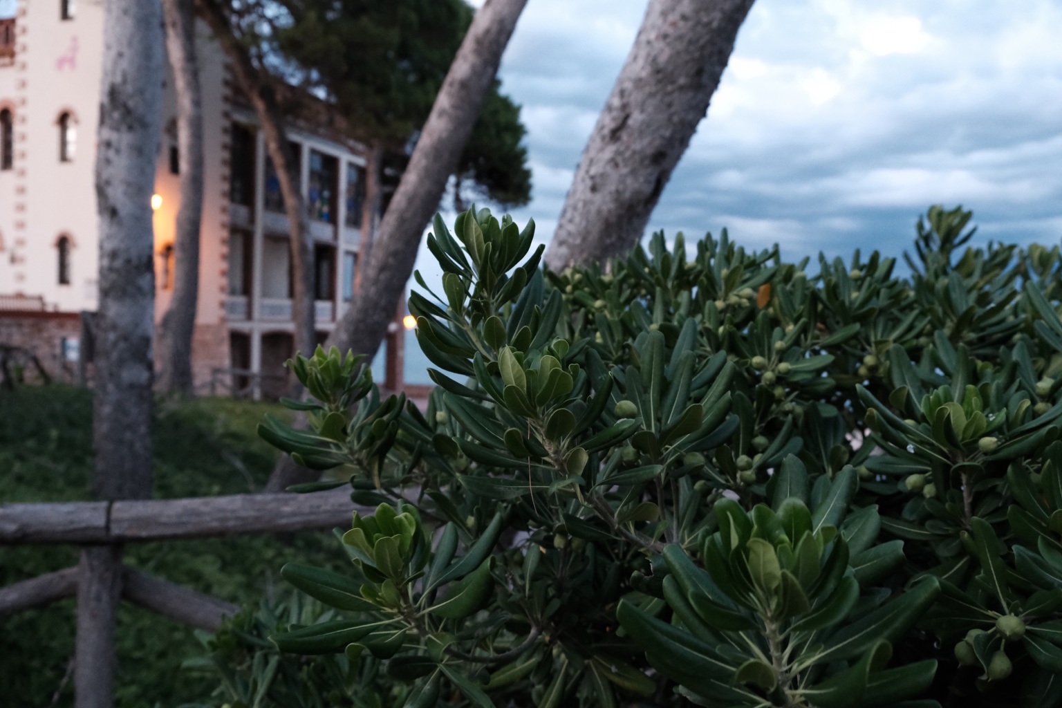 Coastal shrubs in focus with pine trunks and a softly blurred building behind them.
