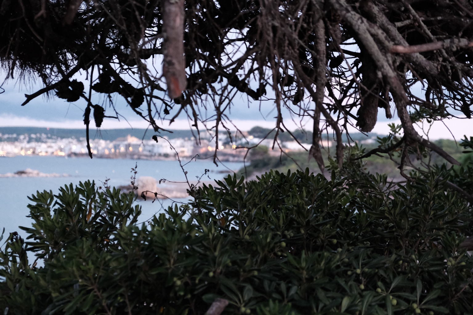 The bay and distant coastal buildings seen through pine branches and dense foliage.
